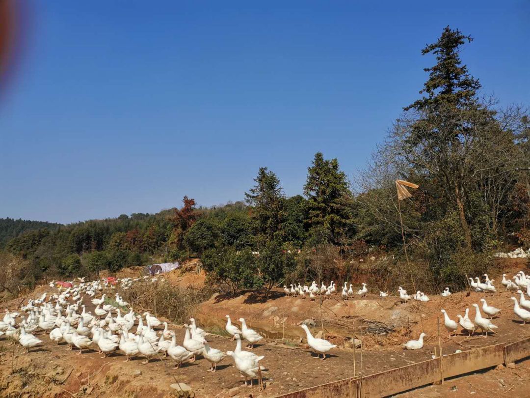 神政桥贫困户,神政桥卖鸡鸭