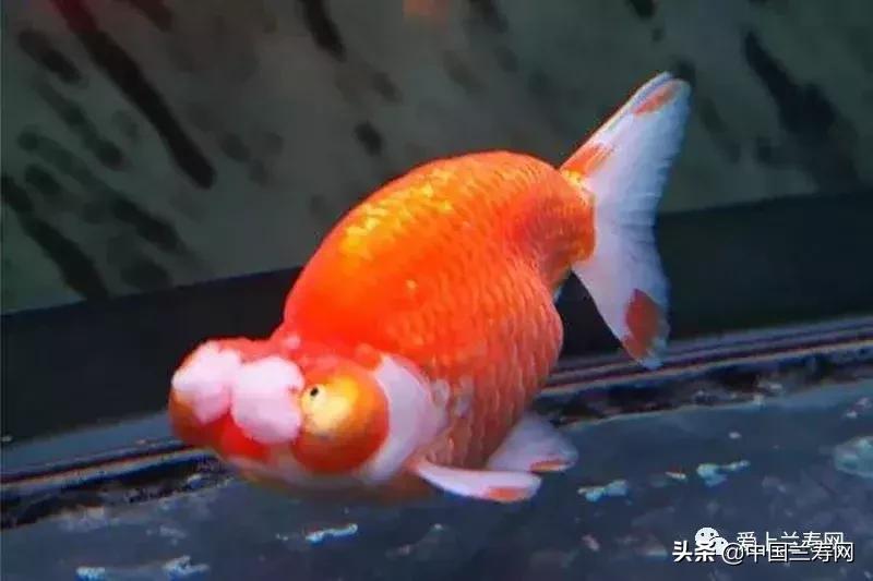 各种金鱼欣赏,金鱼鉴赏