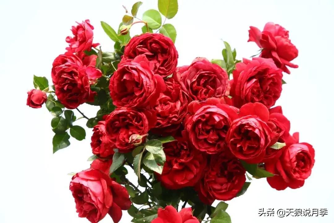 阳台种月季光照少怎么办,光照不好可以养石榴吗