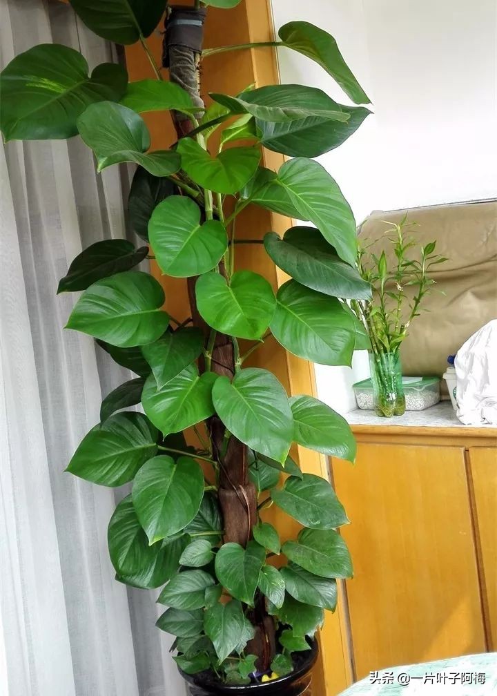 绿萝的叶子越养越小是什么原因,绿萝叶子越养越少