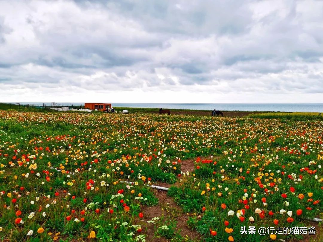 西宁旅游交通攻略路线,西宁避坑攻略