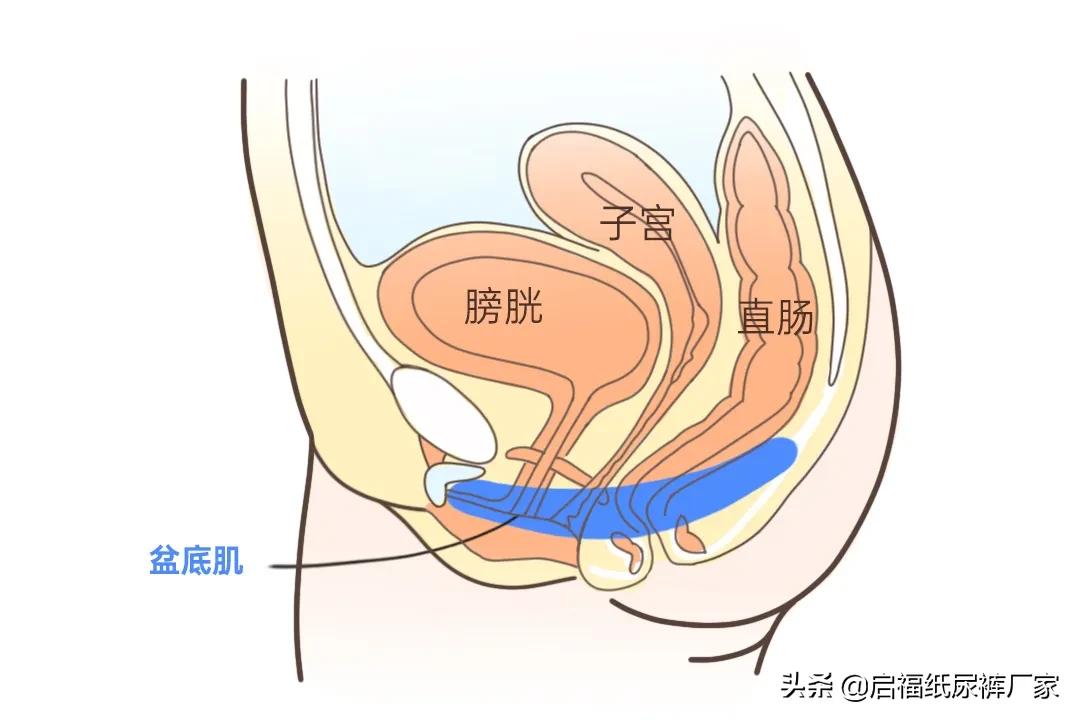 排便困难怎么锻炼,简单有效的懒人锻炼方法
