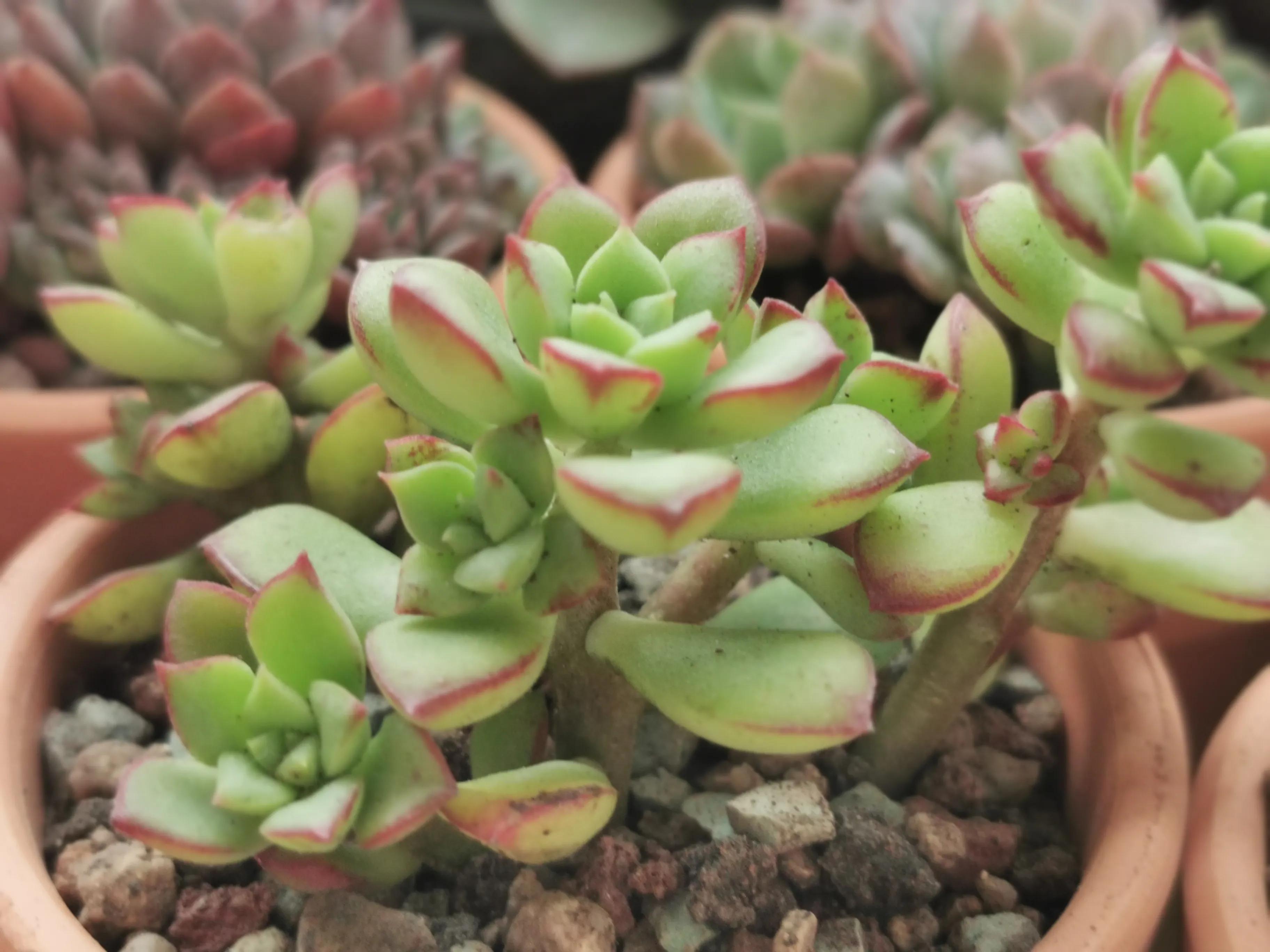 新购大单头多肉上盆,多肉品种大全大集合