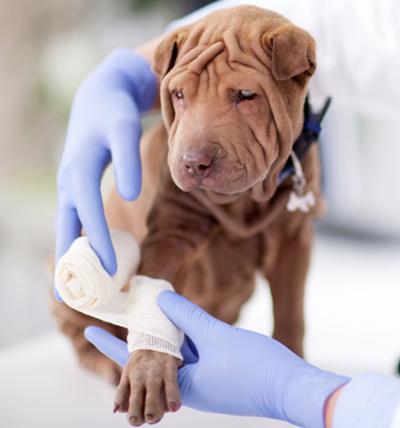 狗狗受伤后不排便,狗狗受伤了怎么办