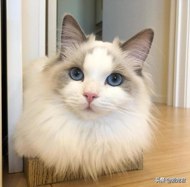 比较忙没有时间陪猫咪,经常上班没空陪猫咪可以吗