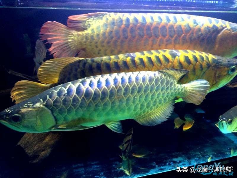 手把手教你做龙鱼最强营养秘方食谱--鲜虾牛肉狮子头,别馋哈