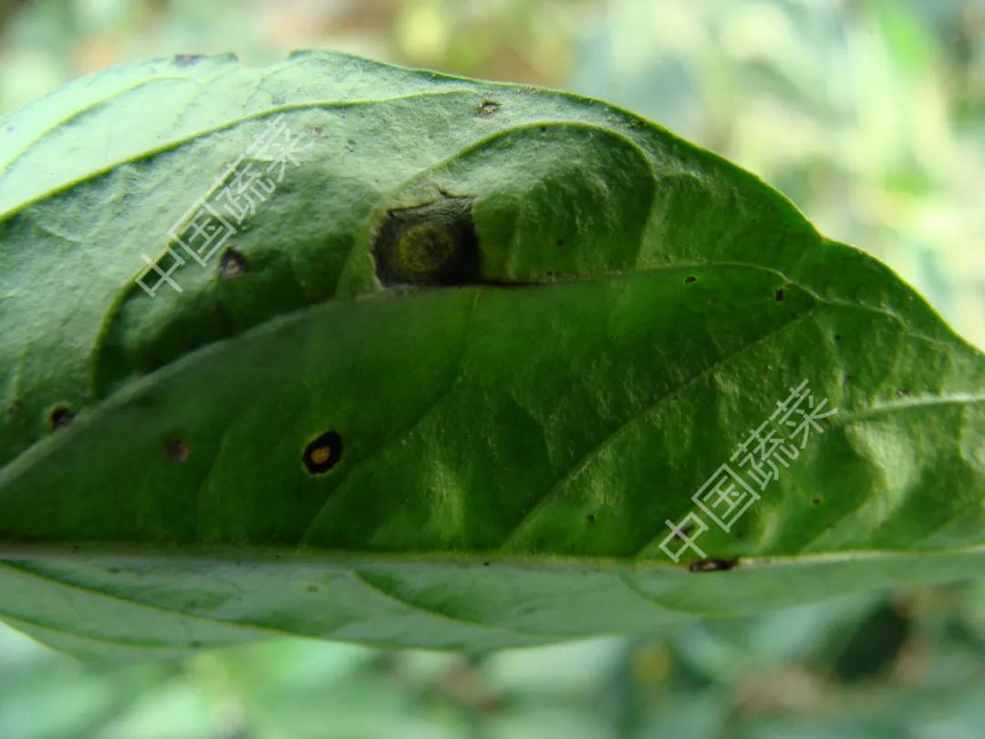 叶片疮痂病,辣椒叶片病害图片与防治措施