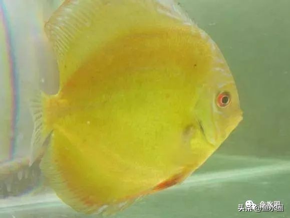 七彩神仙品系图谱,七彩神仙全系品种介绍