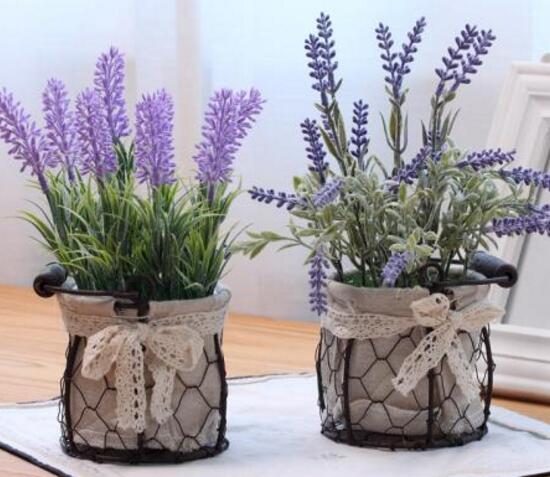 薰衣草扦插繁殖方法图,薰衣草扦插繁殖详细教程