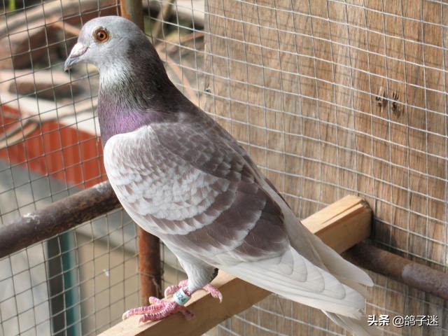 鸽副伤寒病的诊断与治疗方法,信鸽用人药治疗鸽病大全