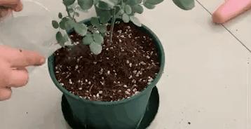 四季开花的月季又香又好养有几种,最漂亮10种盆栽月季