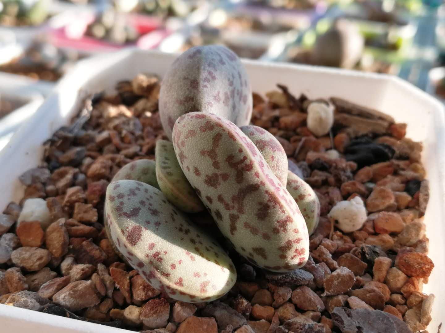 水泡多肉大全,水泡多肉叶片发焉