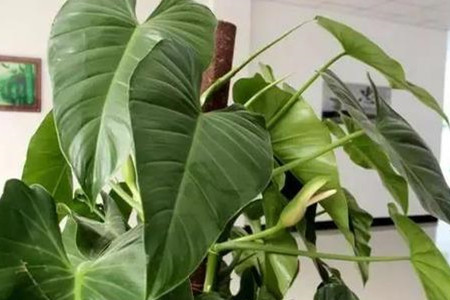 大叶绿萝养殖方法和技巧,大叶绿萝怎么养才能更旺盛小妙招