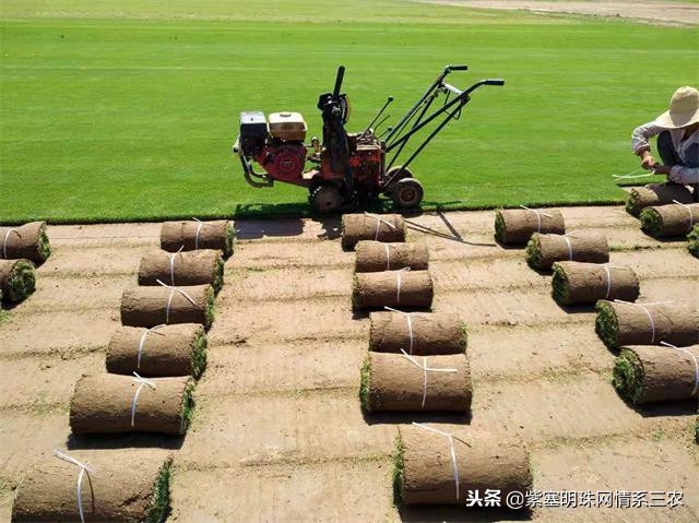 紫塞明珠,紫塞明珠苗木基地在哪里