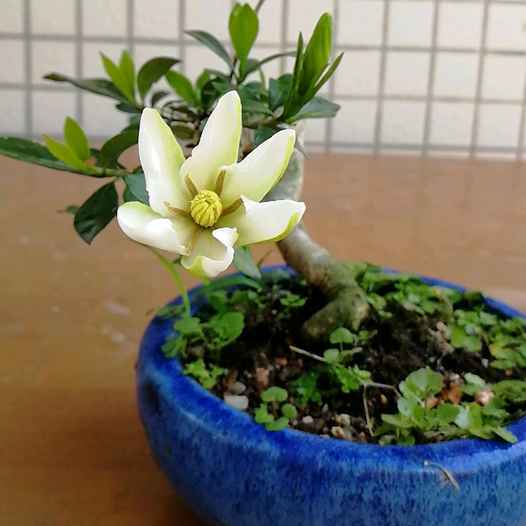 栀子花买回来黄叶不开花,栀子花总有黄叶叶子不油亮怎么办