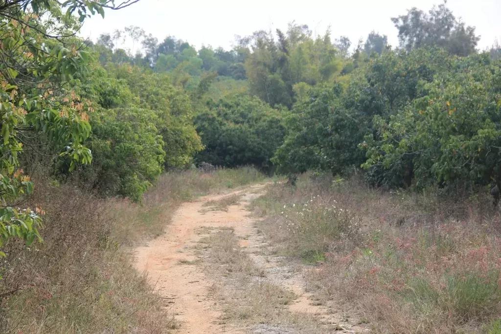 沉香树长得是什么样的,沉香漂亮