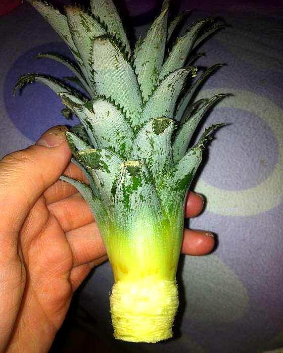 买回来剩下的菠萝头能重新栽种吗,吃菠萝剩下的菠萝头怎样种菠萝