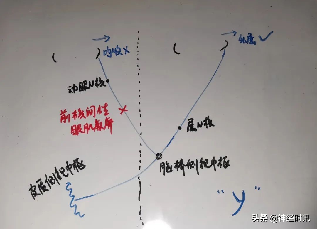 脑干解剖,脑干神经解剖