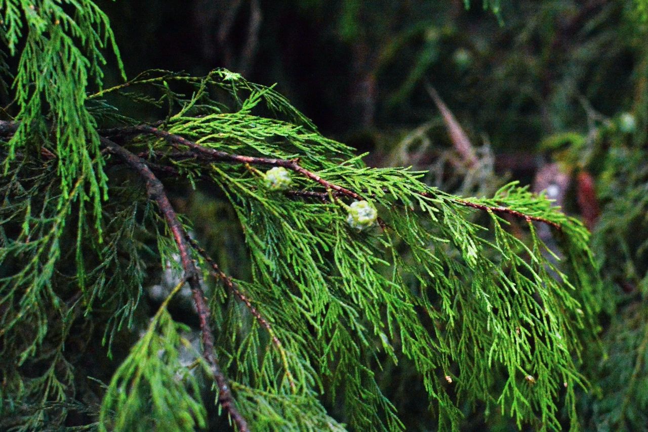 重庆的行道树有哪些,重庆高山老树