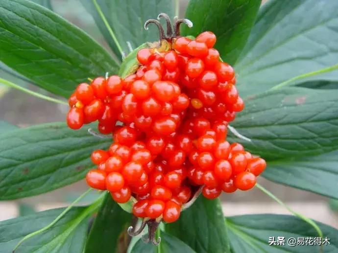 七叶一枝花的药用价值及养殖方法,我国的珍稀植物国家二级保护植物