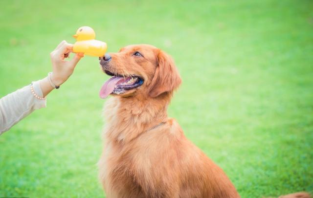 养狗不驱虫到头一场空,养狗不拴狗造成的伤害视频