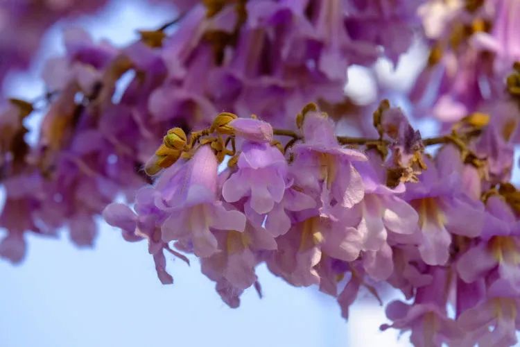 北京有条网红“泡桐大道”,已然成为城市春景“名片”之一