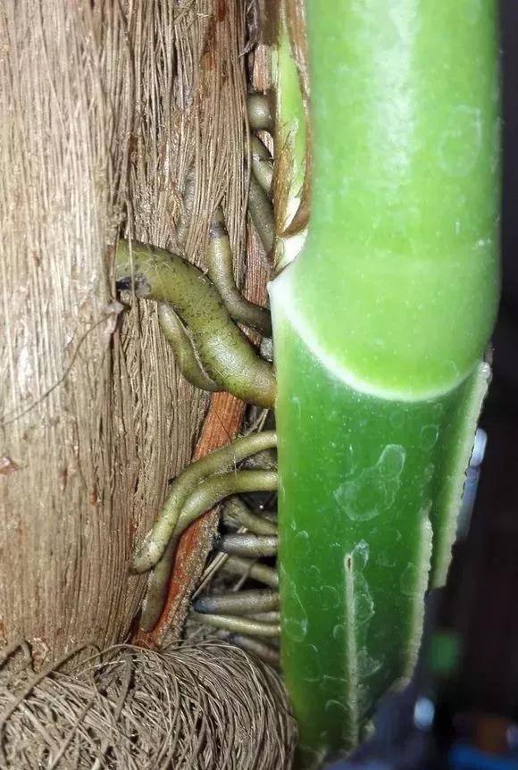 绿萝养护技巧和注意事项,绿萝的叶子怎么养护才能又肥又大