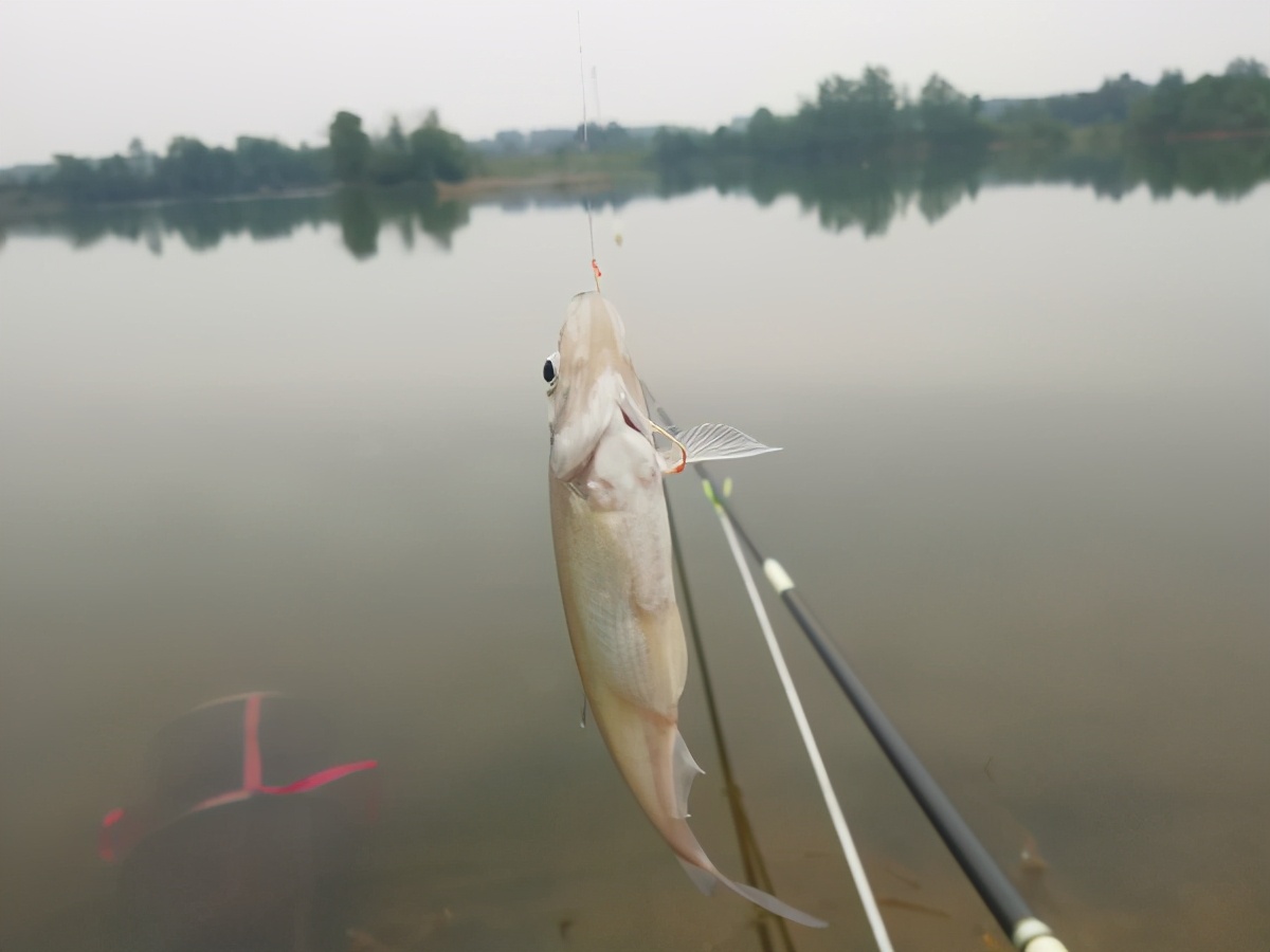 疯钓鲫是什么味的,疯钓鲫加蓝鲫