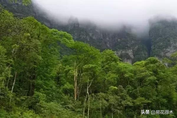 红豆杉和水杉有什么区别,红豆杉和水杉怎么辨别