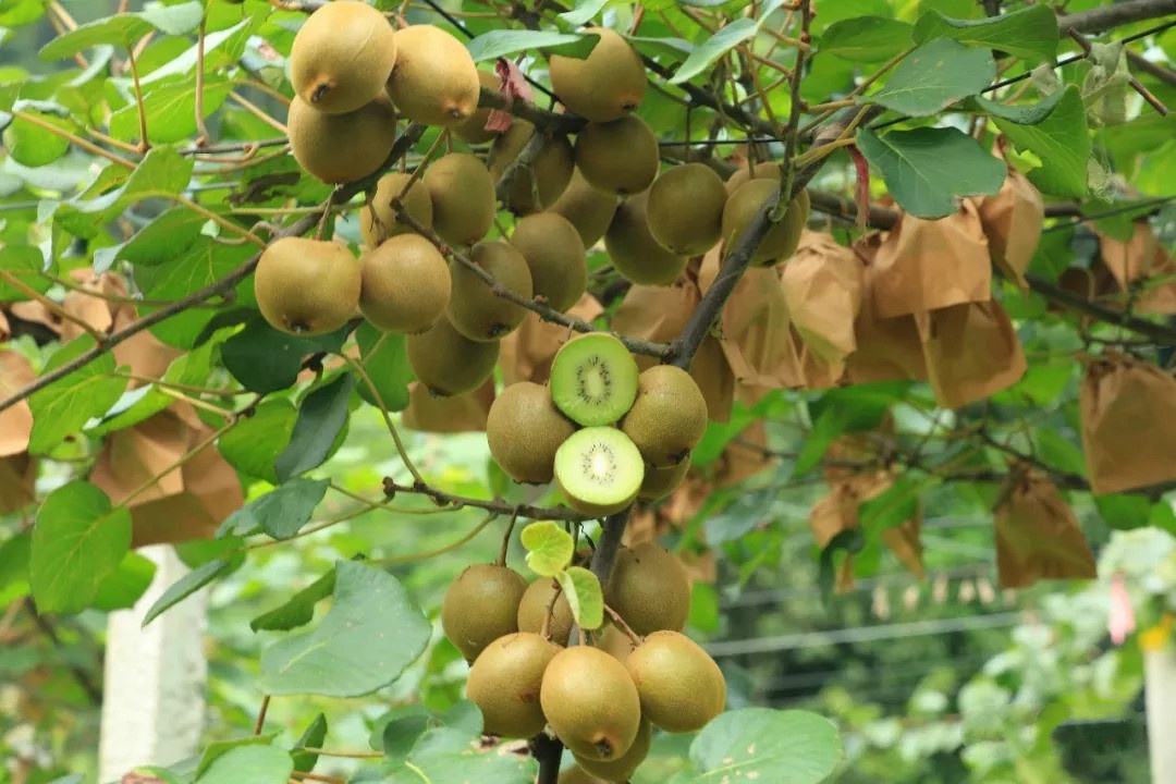 新西兰奇异果和意大利奇异果区别,奇异果在新西兰售价