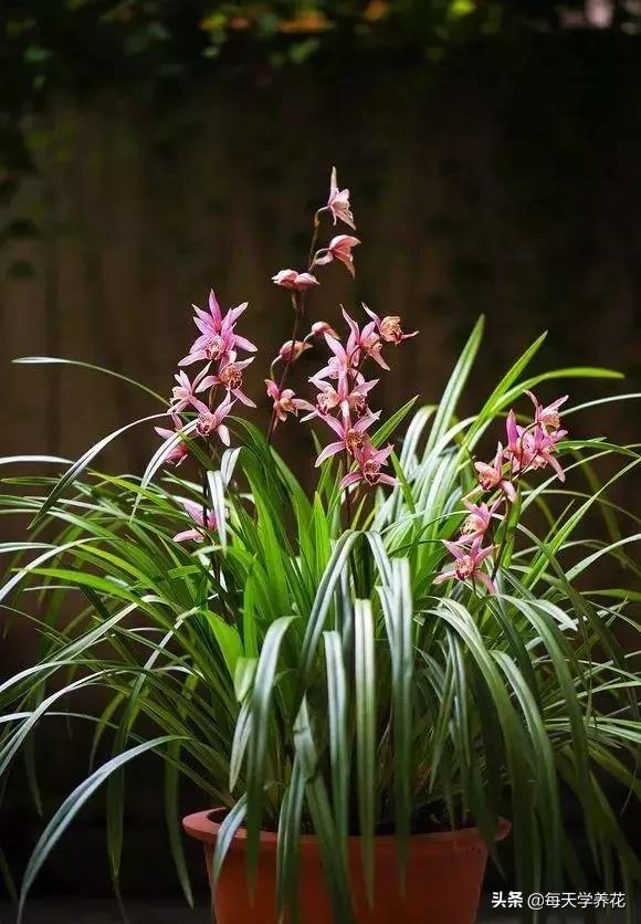 懒人养花营养土配方,路边捡的营养土