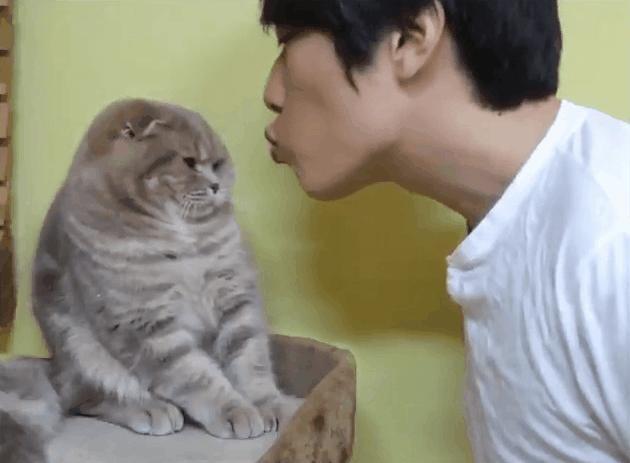 舔猫咪一口猫会有什么反应呢,猫咪特别容易舔毛是怎么回事