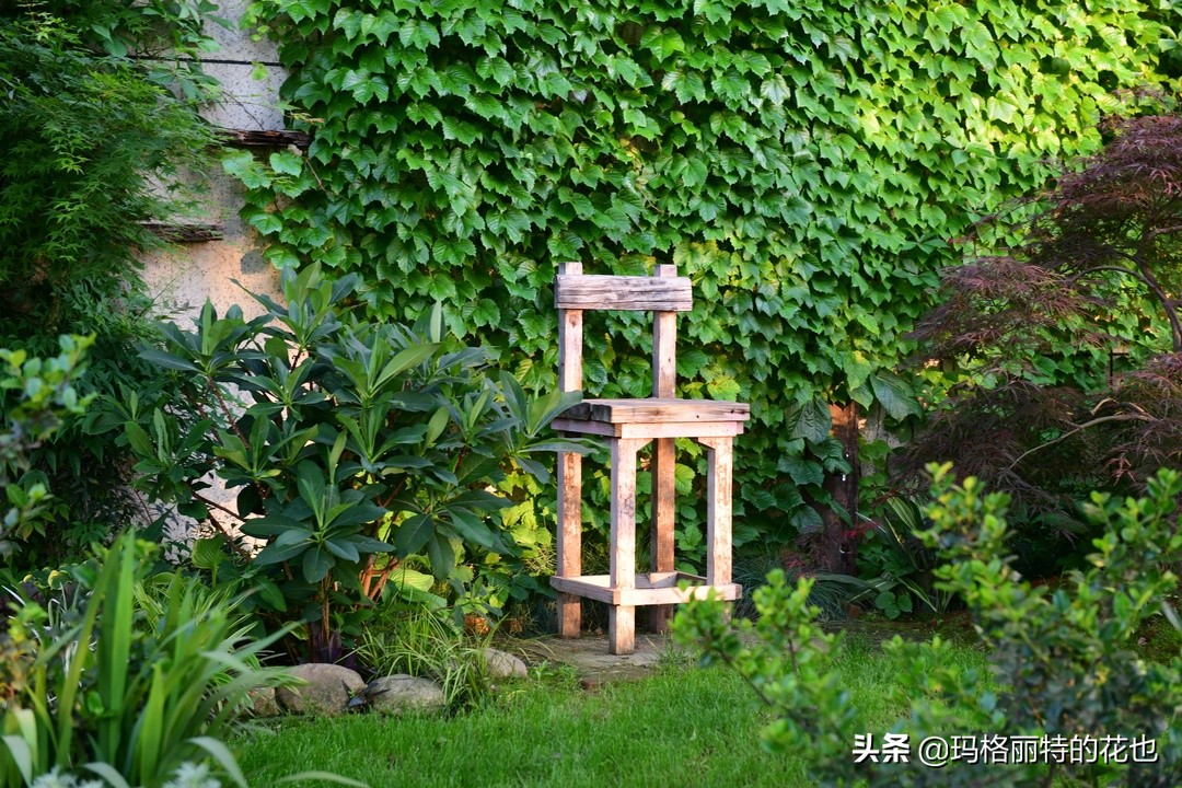 河马花园植物大全,荷马花园的月季