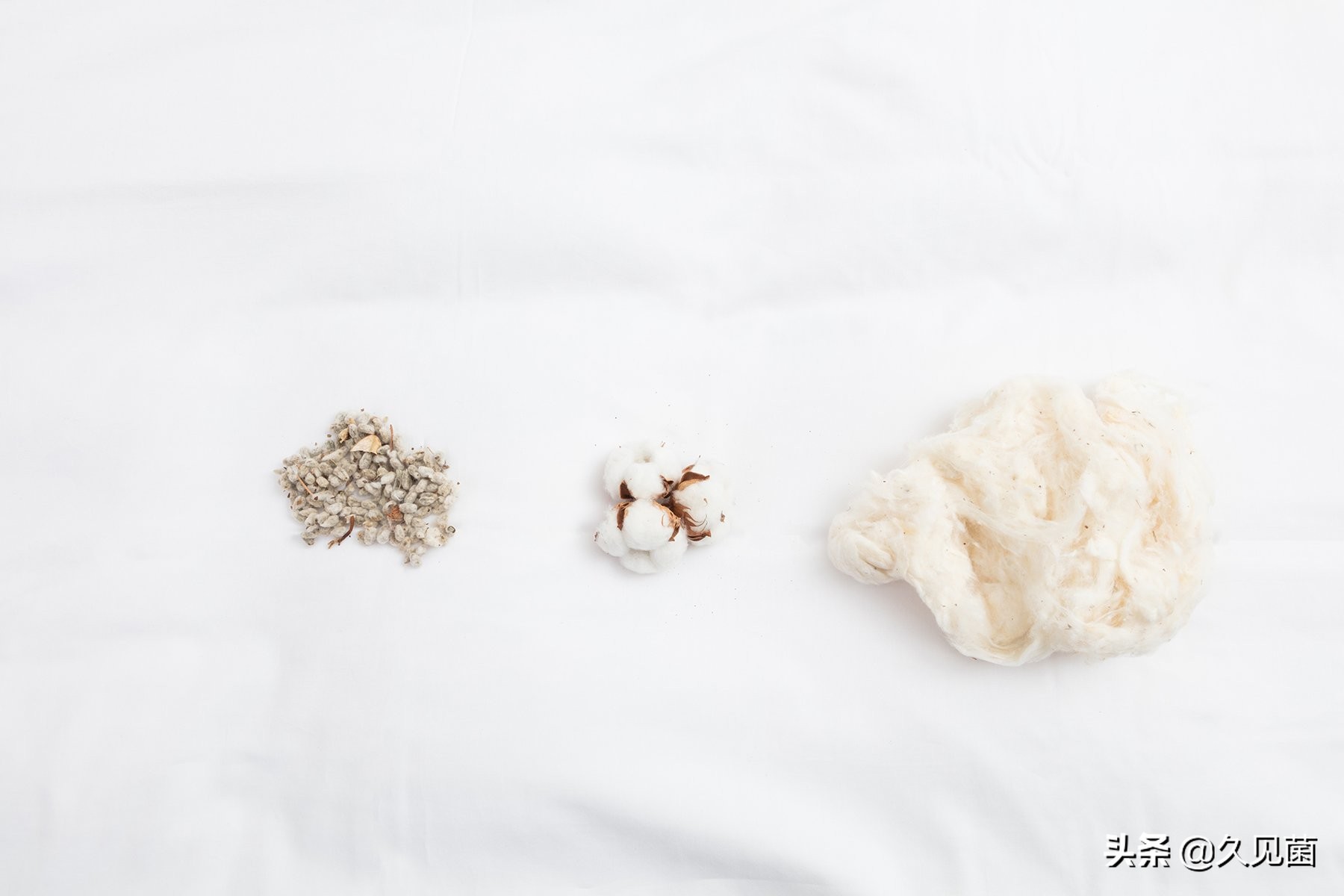 *疆新**棉为何被突然*攻围**?世界最好棉花之一,自然环境造就最强之棉