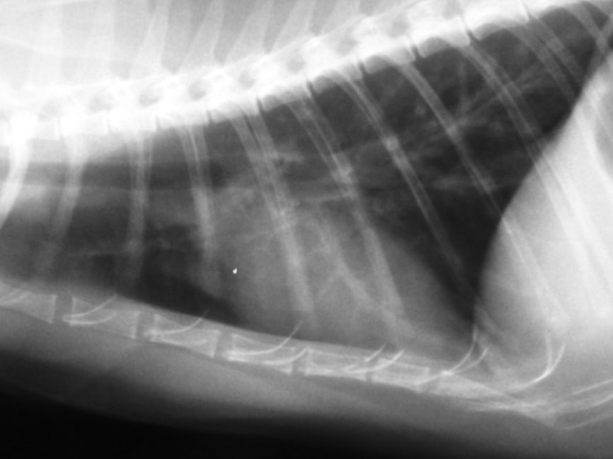 猫病视频,猫病初愈