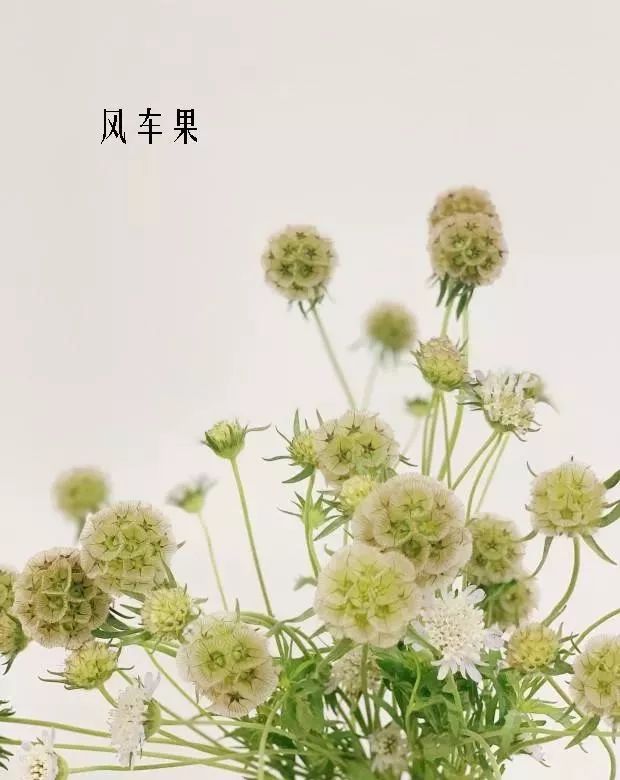 鲜花店常见花材品种大全,花店里同款的两种不同价格的花材