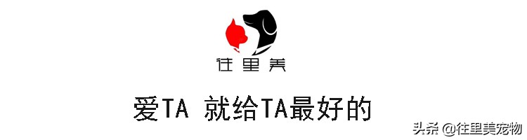 怎么给狗穿衣服不反抗,怎么做到给狗穿衣服