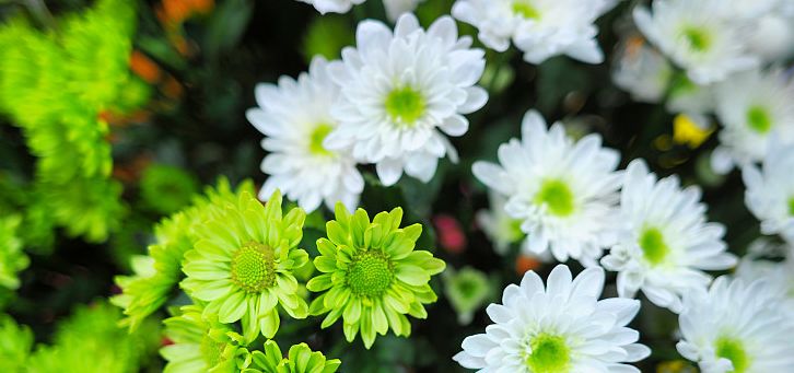 50种鲜切花花语,每个花艺师都要知道