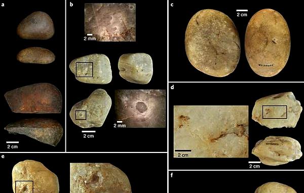 聪明的卷尾猴巧用石头砸坚果,卷尾猴砸玻璃