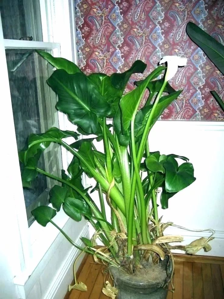 把郁金香种球剥了,把郁金香种子剥掉一层