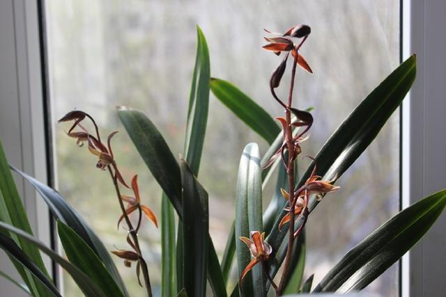 墨兰叶子尖发黄怎么补救,墨兰叶子发黄快速补救方法