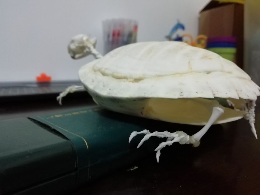 巴西龟怎么做骨骼标本,巴西龟骨骼结构