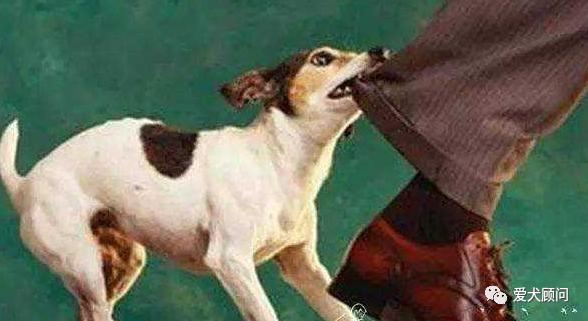 和狗狗玩拔河游戏狗狗总是咬手,狗狗玩的时候喜欢咬手怎么办