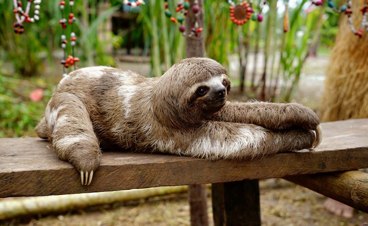 盘点那些比你想象中还可爱的动物,你可能从未听说过的六种可爱动物