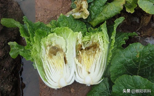 许多病害不用药，只要喷施几十克肥料，这些病害都能治好