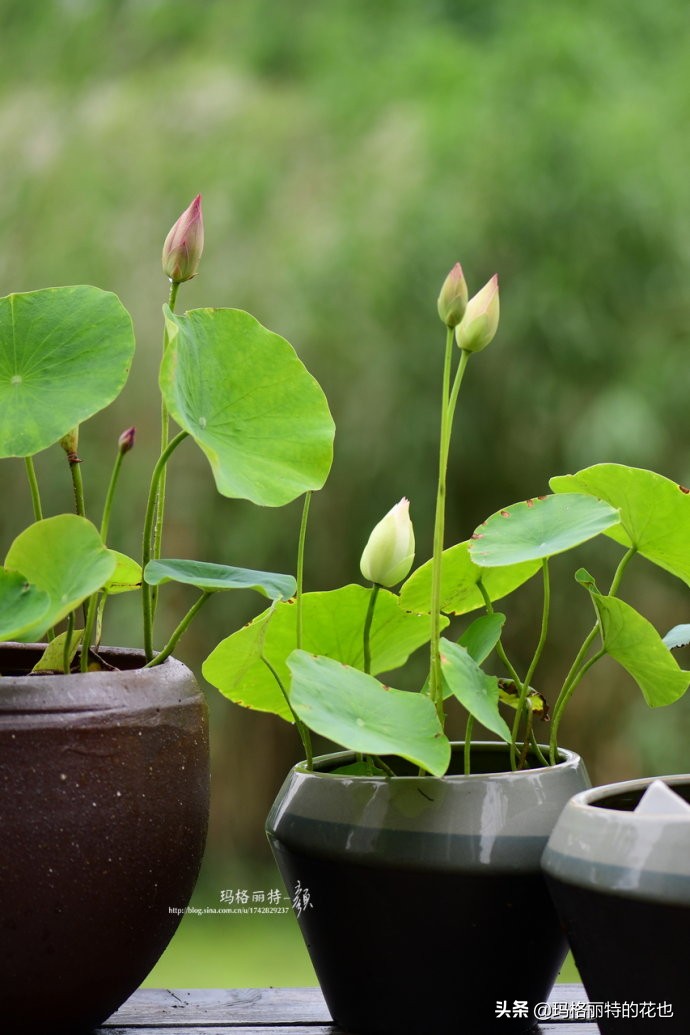 我的碗莲种子,碗莲的种植方法新手必看
