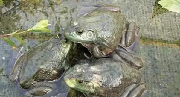 牛蛙红脚病,牛蛙红腿病的防治教程