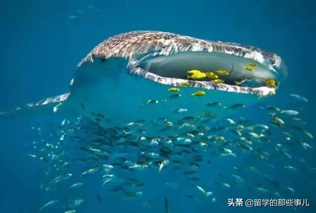 澳大利亚有哪些旅游胜地,澳大利亚有什么好玩的免费景点