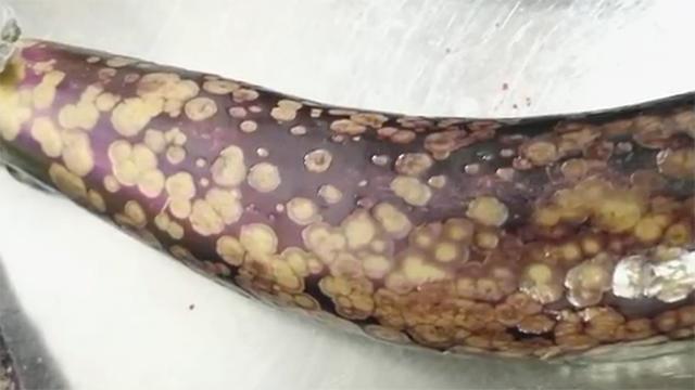 挑选茄子的方法看形状 (怎么挑茄子最准)