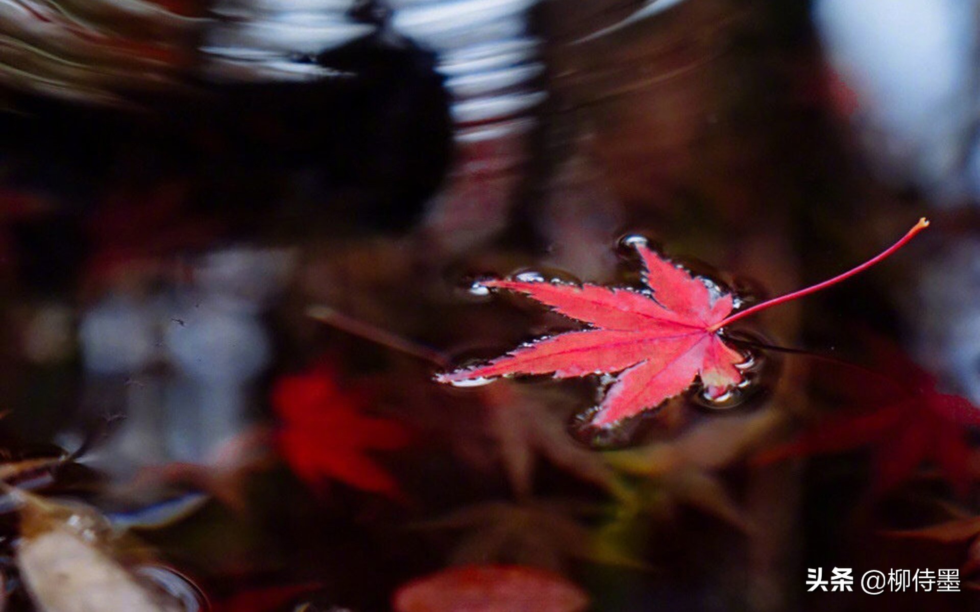 秋天拍照红叶姿势大全,秋天拍摄红叶的方法